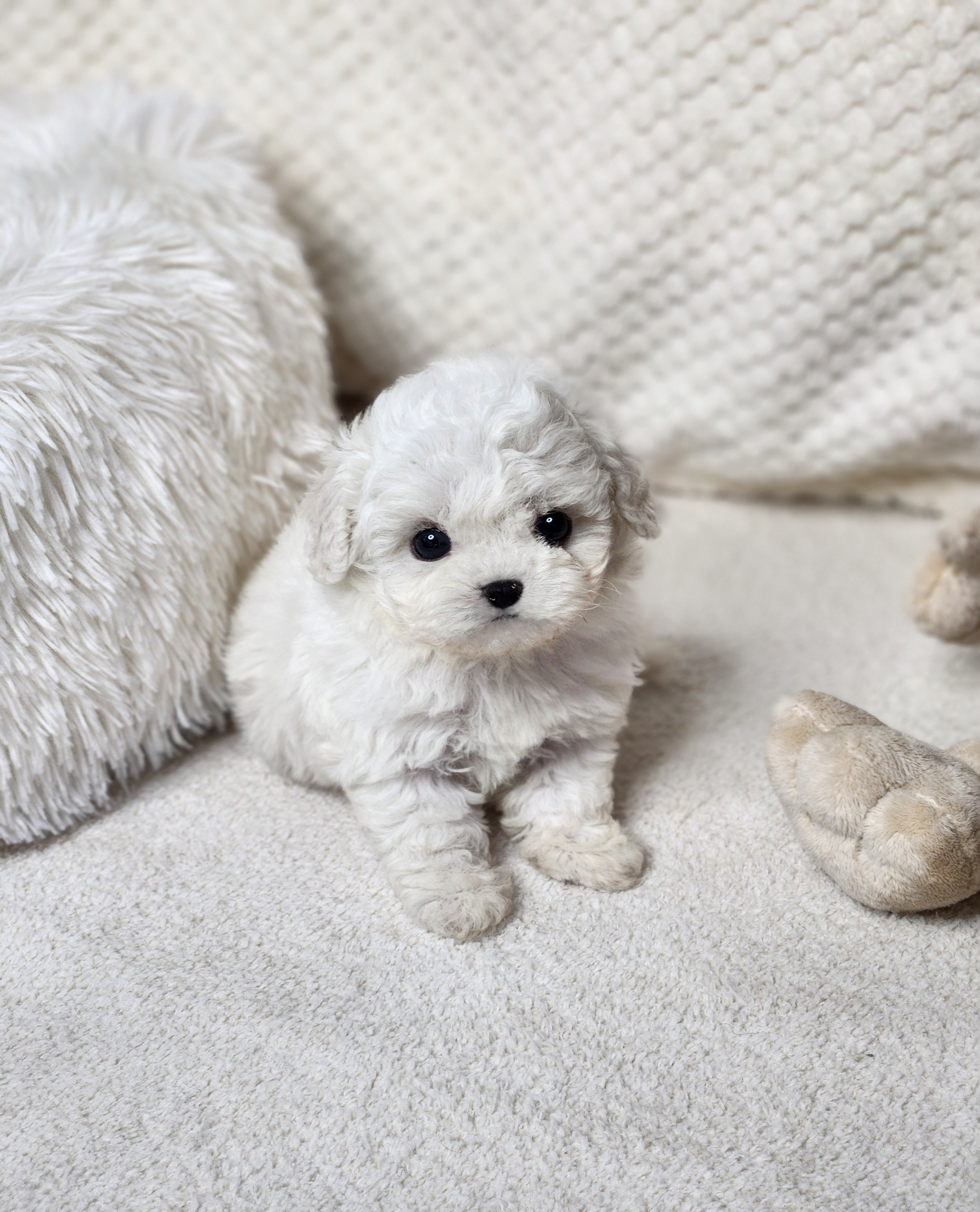 미니비숑분양합니다(10만원부터)